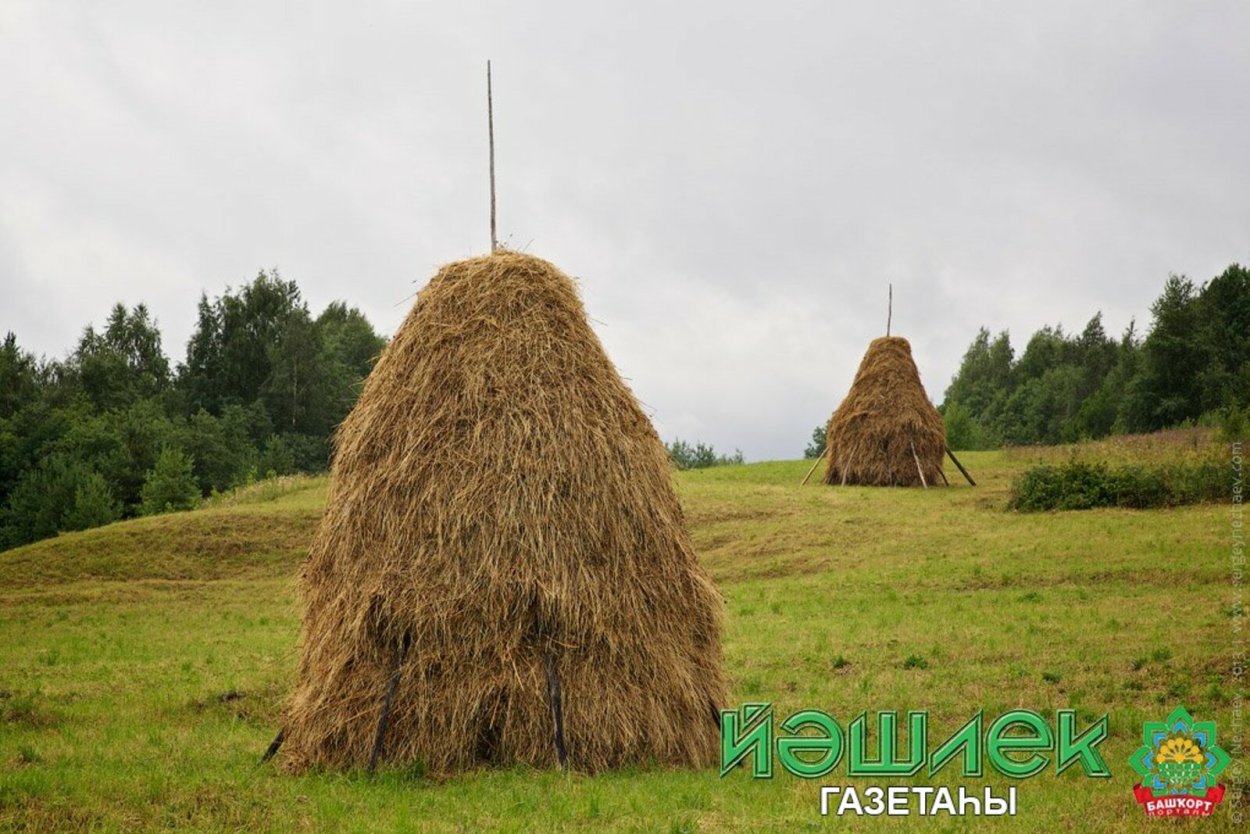 Скирда сноп