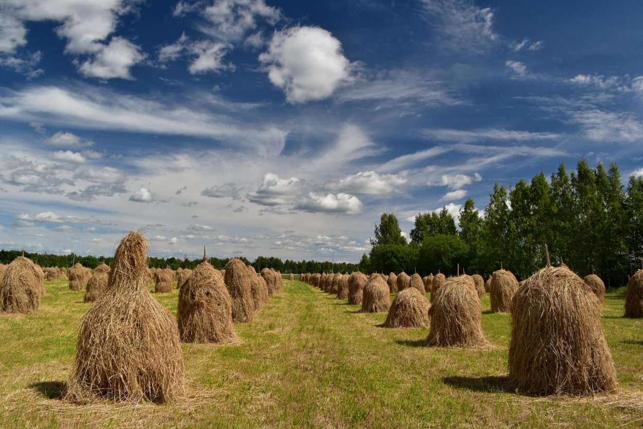 Стог поле сенокос