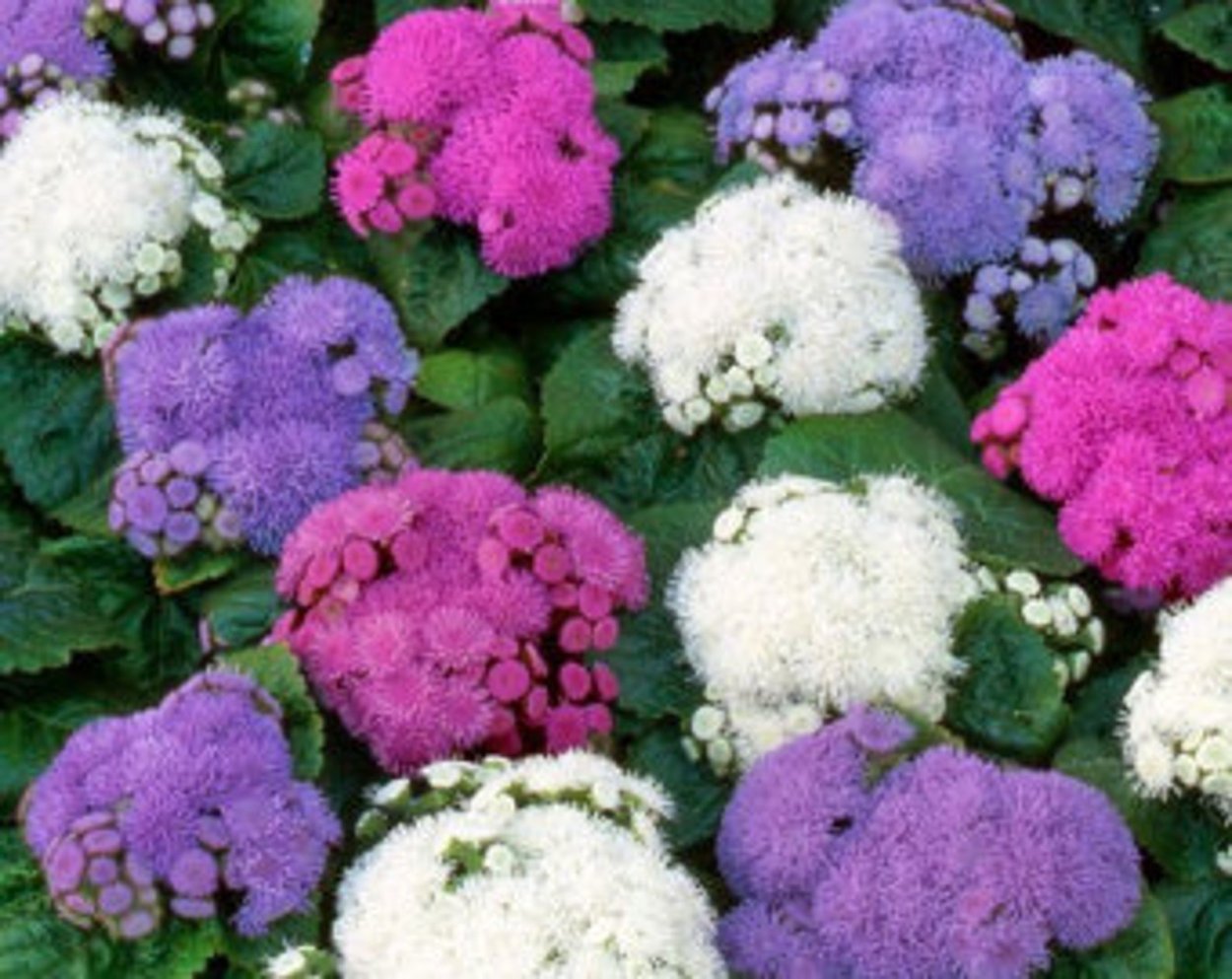 Гелиотроп морской Бриз