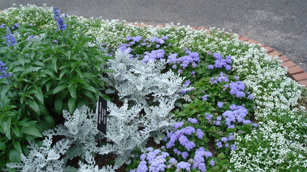 Агератум Хоустона (мексиканский)