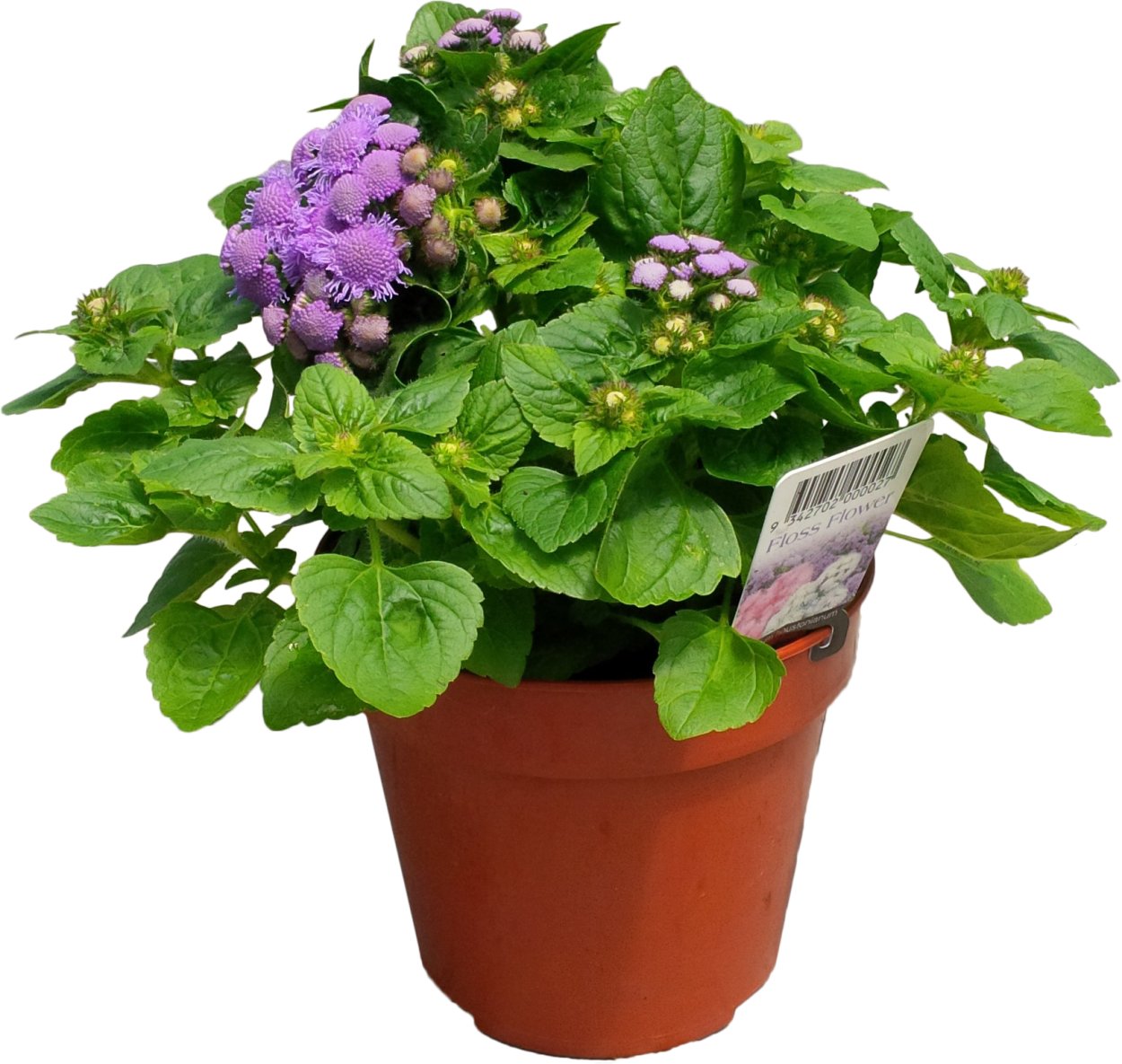 Агератум рассада долго растет