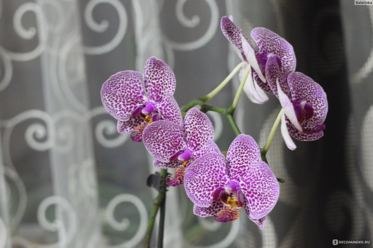 Фаленопсис Ягуар