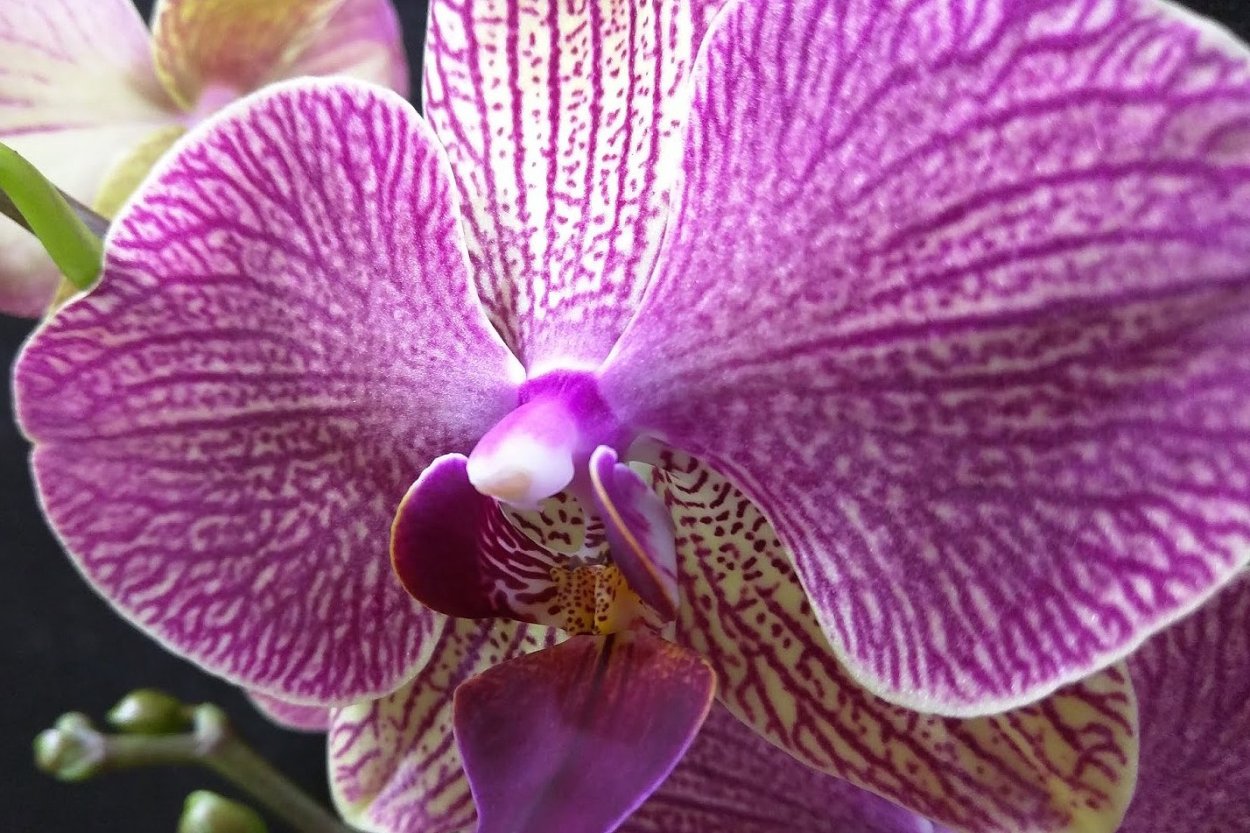 Фаленопсис Немо