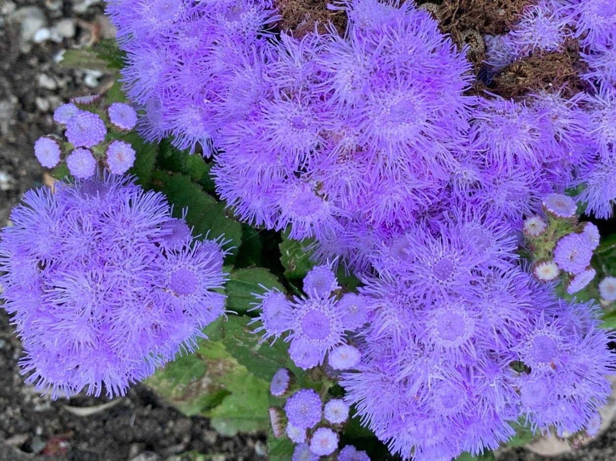 Евпаториум цветок