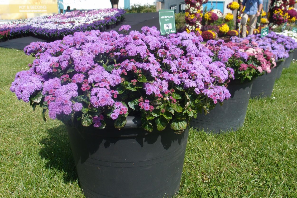 Цинерария мультифлора