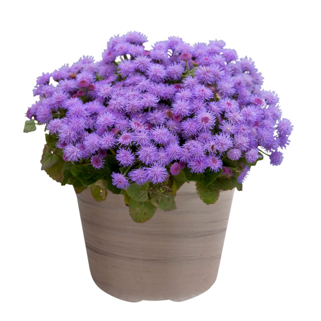 Агератум Хоустона (Ageratum houstonianum)