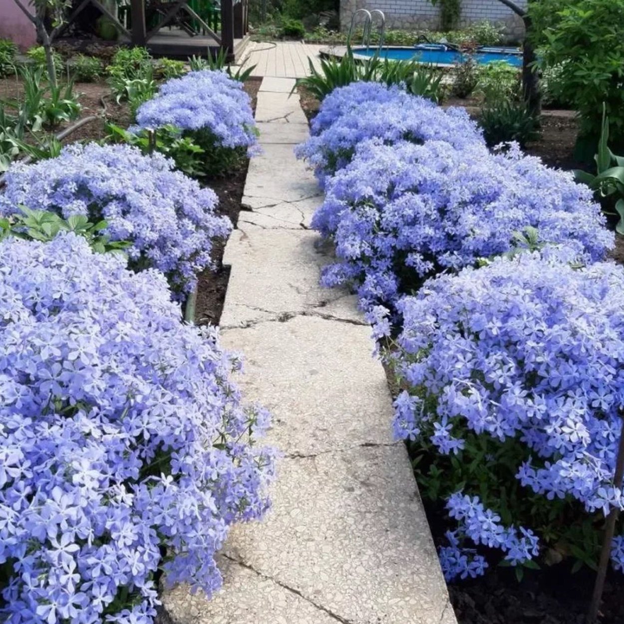 Агератум, Вербена, лобелия, петуния