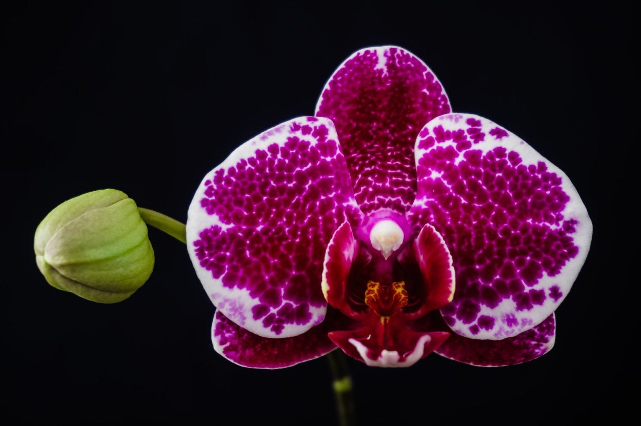 Орхидея Phalaenopsis ever Spring Prince