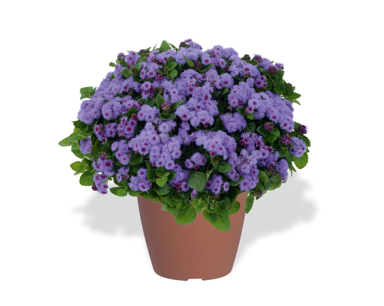 Агератум в вазонах