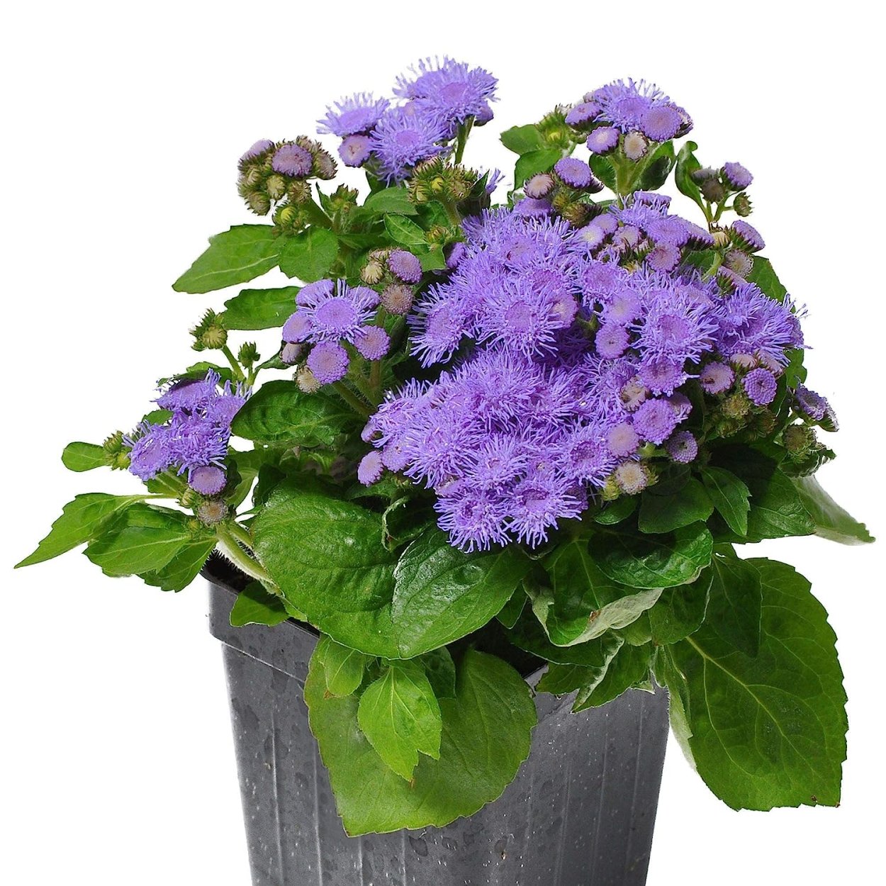 Агератум и белокрылка