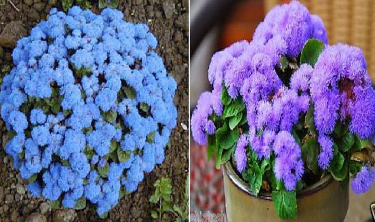 Агератум Блу минк