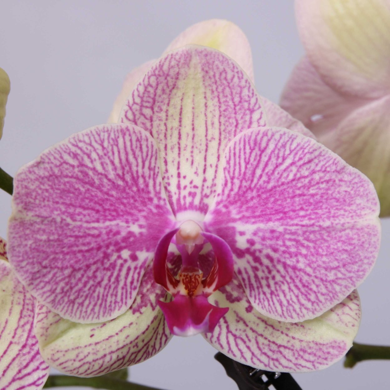 Орхидея Phalaenopsis Palermo