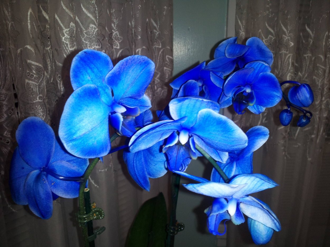 Фаленопсис Александрия