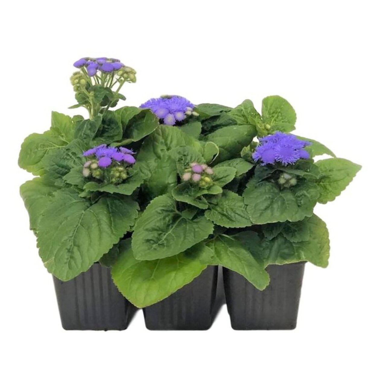 Агератум рассада