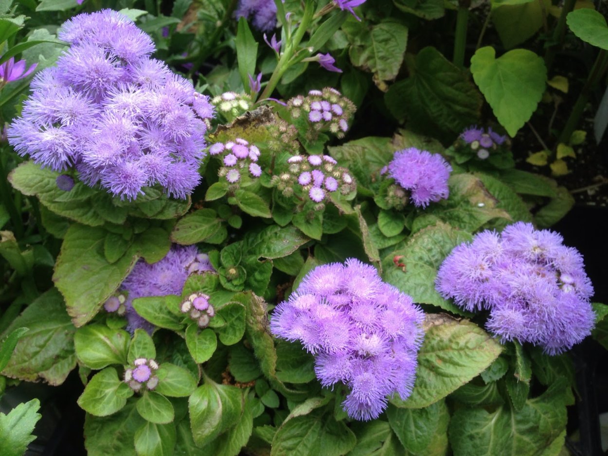 Агератум розовый шар