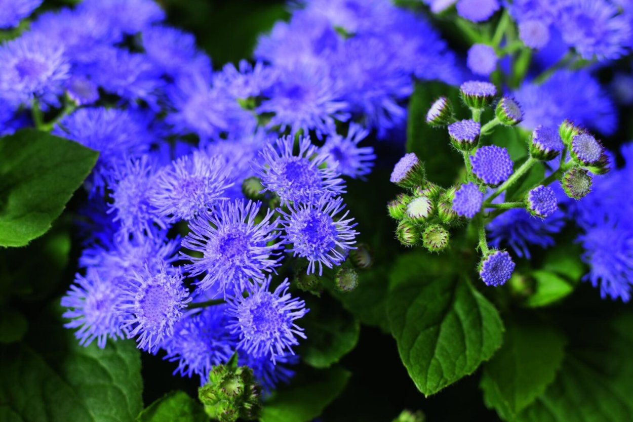 Агератум Хоустона фиолетовый