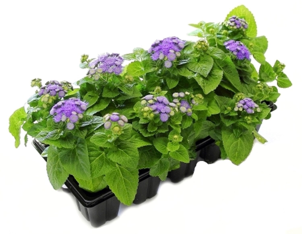 Агератум пурпурный букет