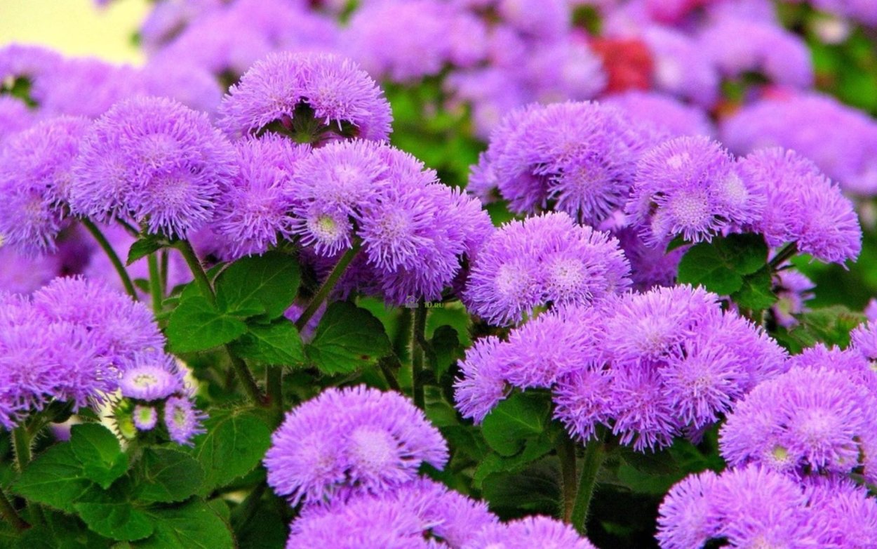 Агератум Хоустона (мексиканский)