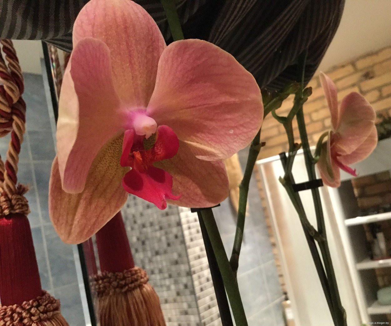 Орхидея фаленопсис голубая с розовым