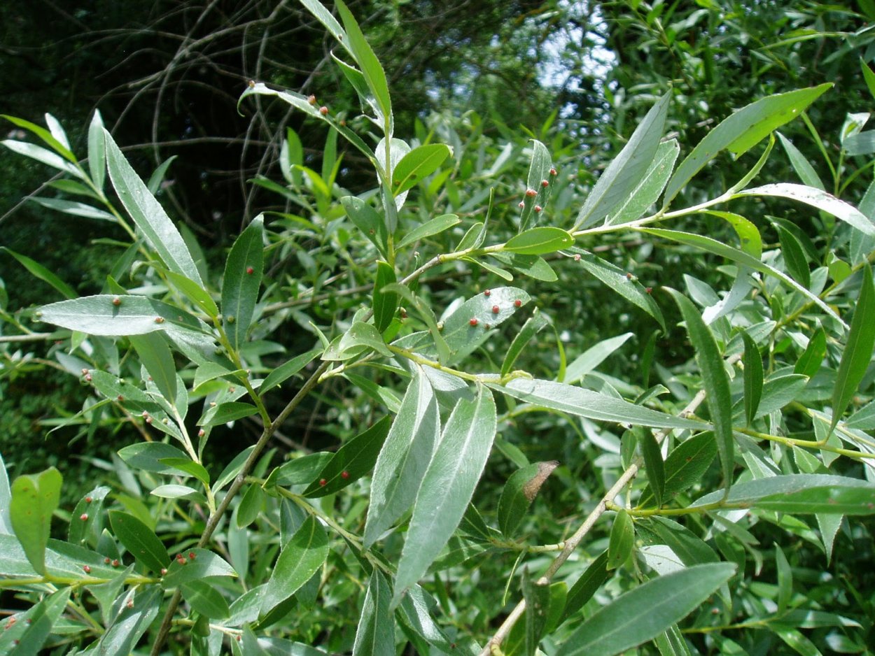 Ива белая (Salix Alba) 'Dart's Snake'