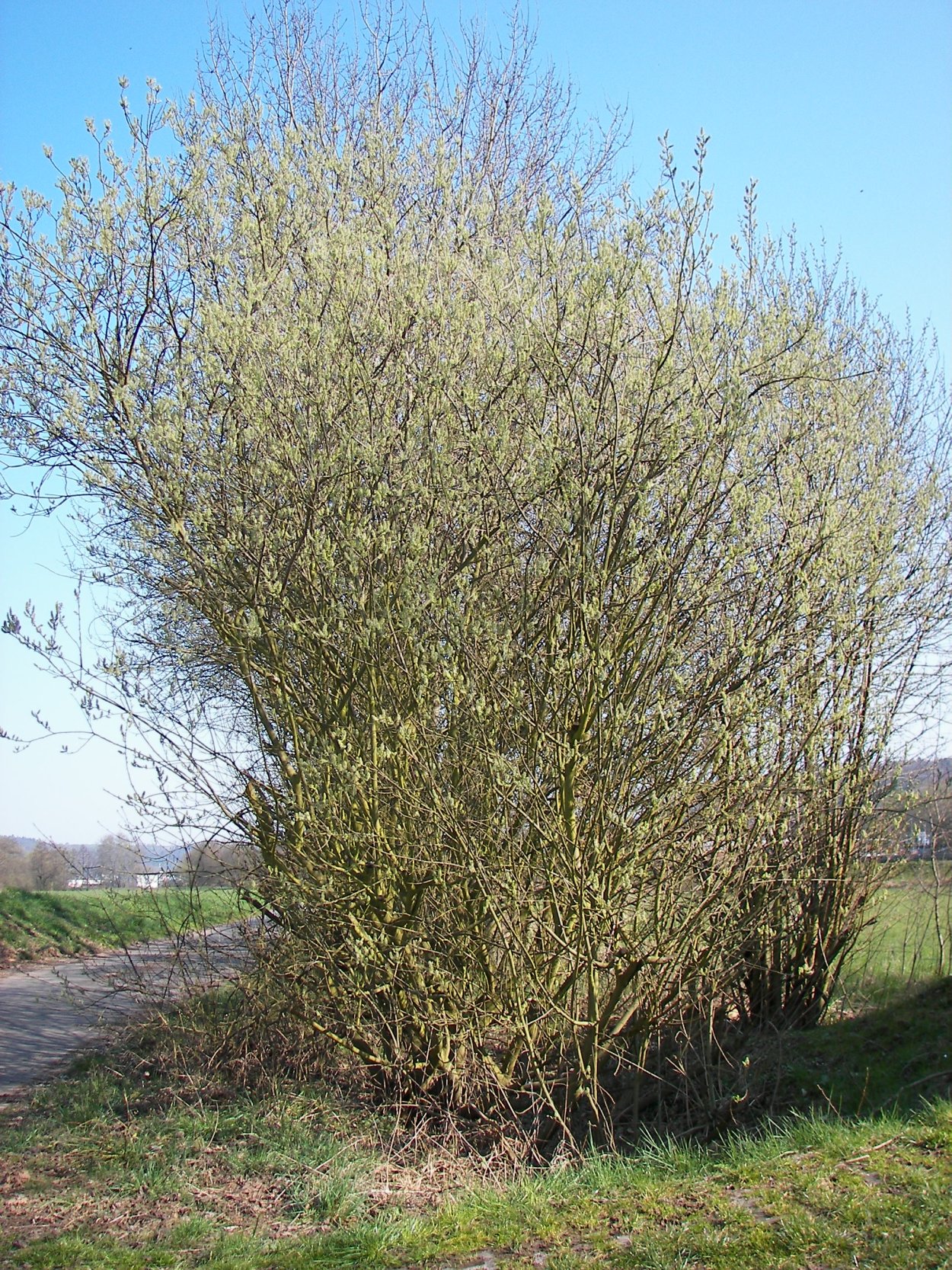 Ива Salix Alba 'Dart's Snake'