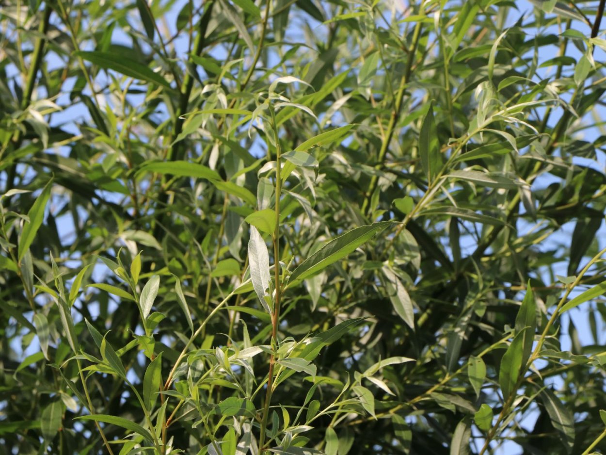 Ива белая Salix Alba 60/100