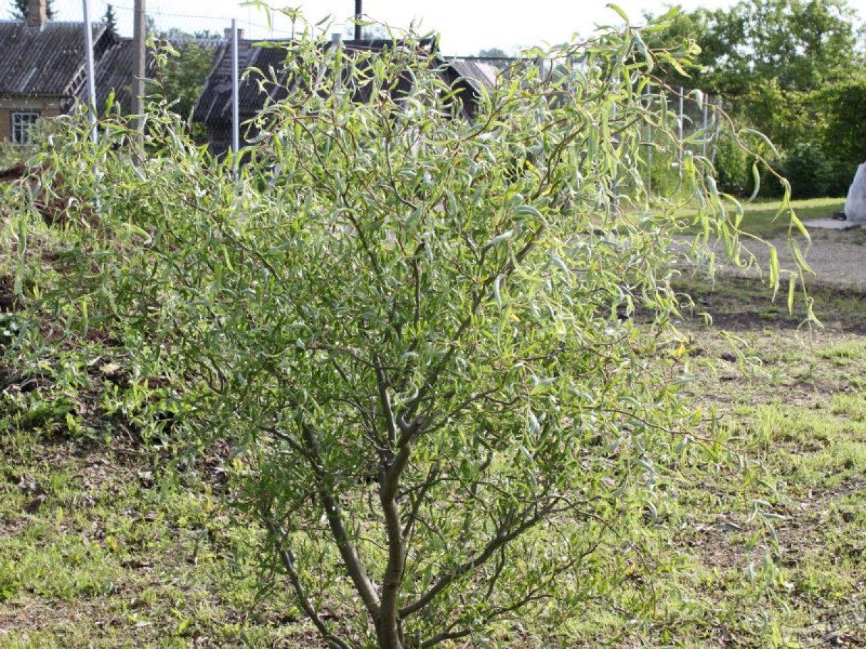 Ива гибридная Свердловская Извилистая