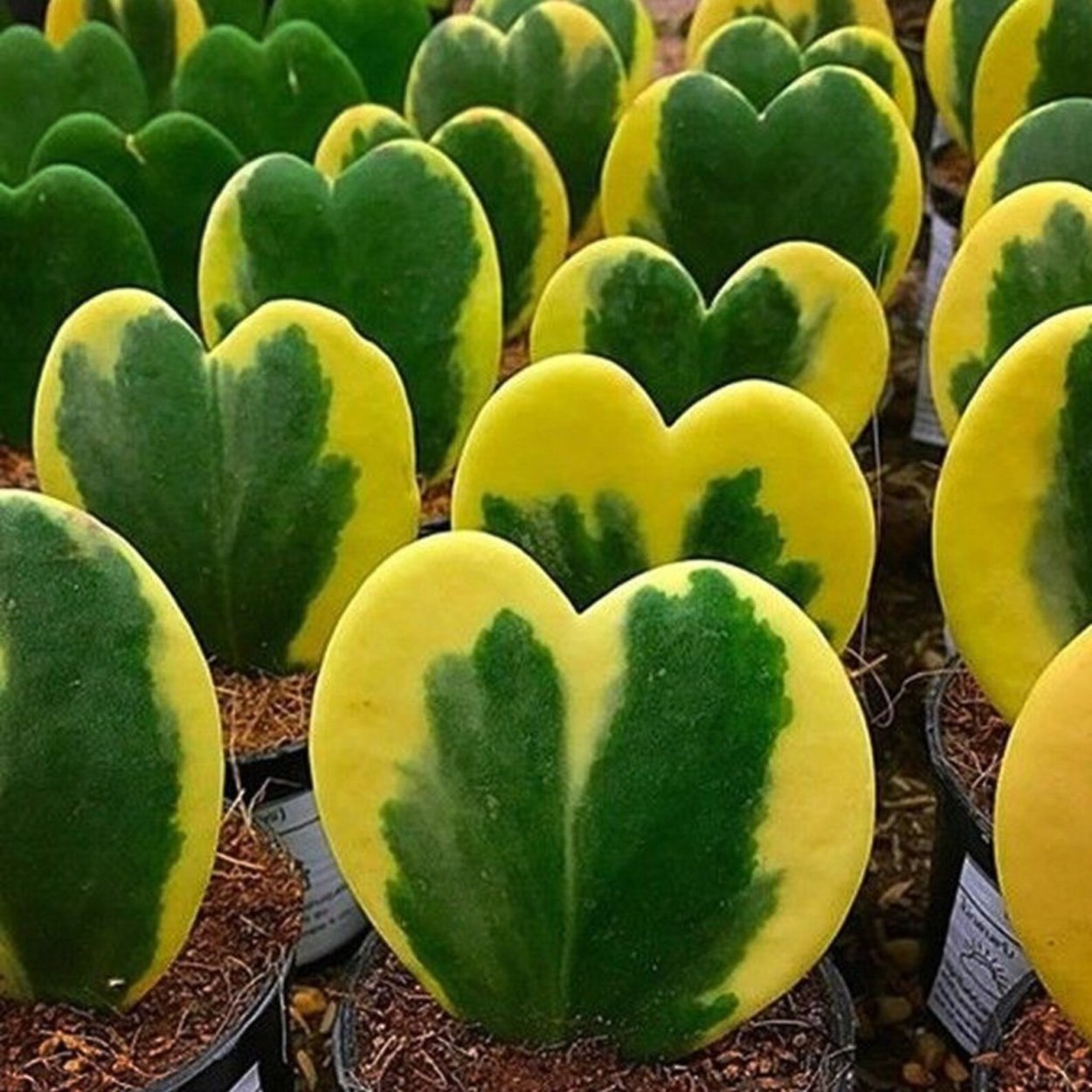 Растение Хойя Керри