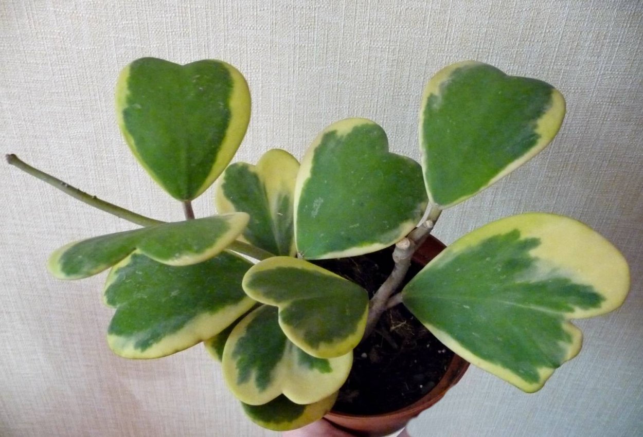 Хойя Керри Грин