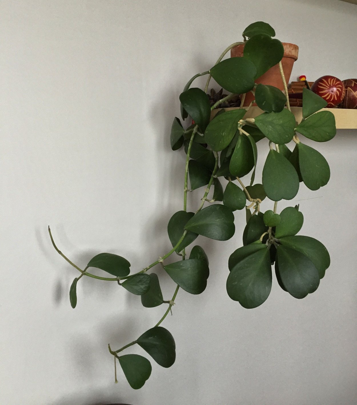 Комнатный цветок Хойя Керри