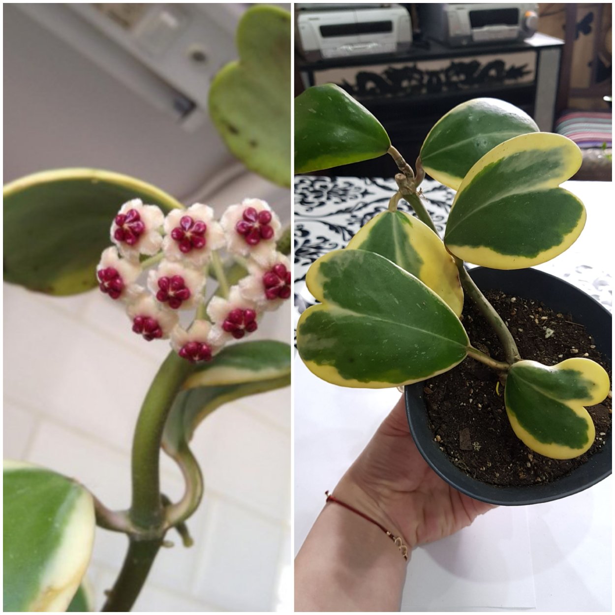 Растение Хойя Керри