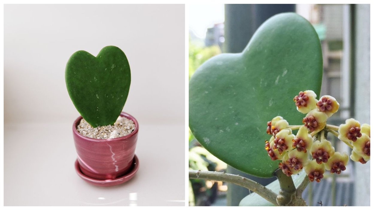 Хойя Керри Hoya kerrii