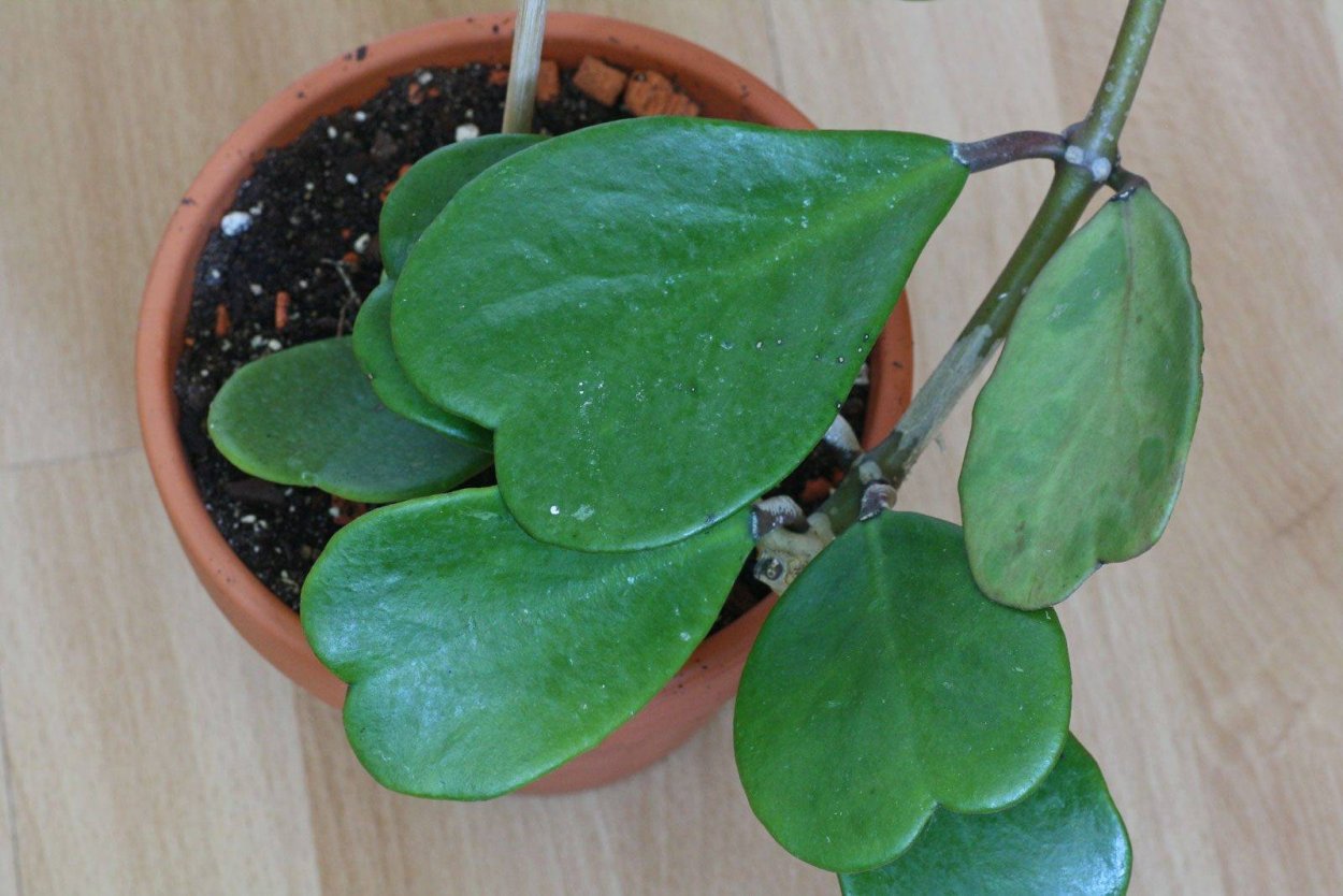 Суккулент Хойя Керри