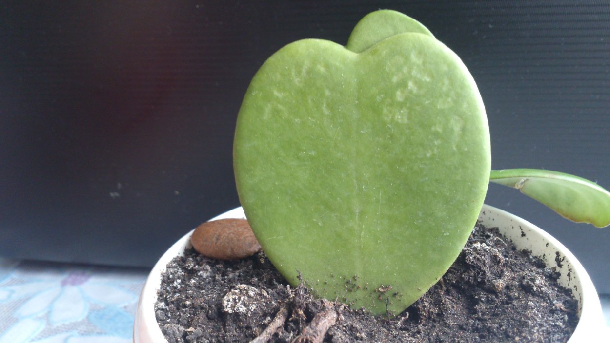 Хойя Керри бархатный лист