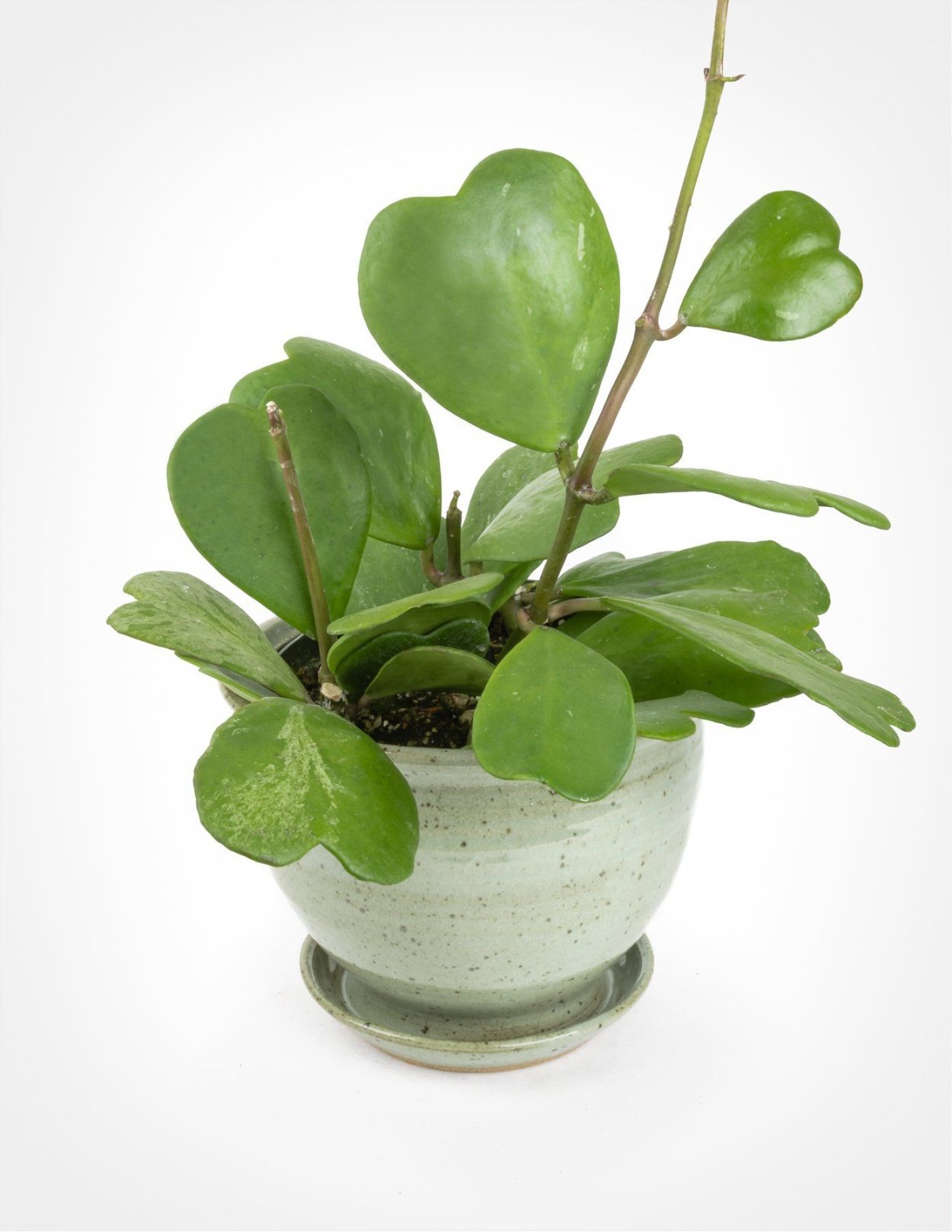 Хойя Керри свисает