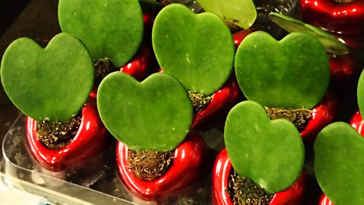 Хойя Керри Вариегата