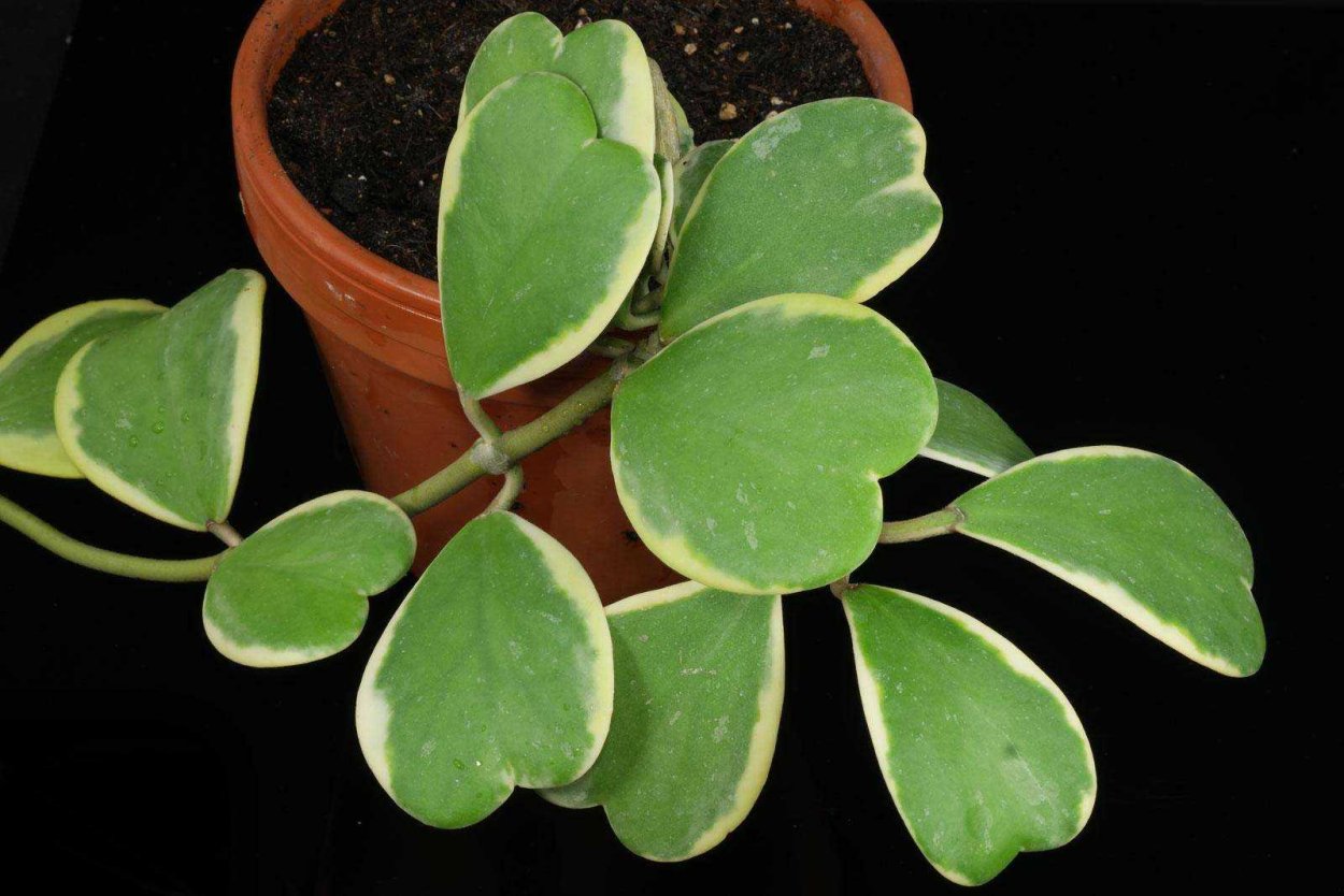 Хойя Керри Вариегата