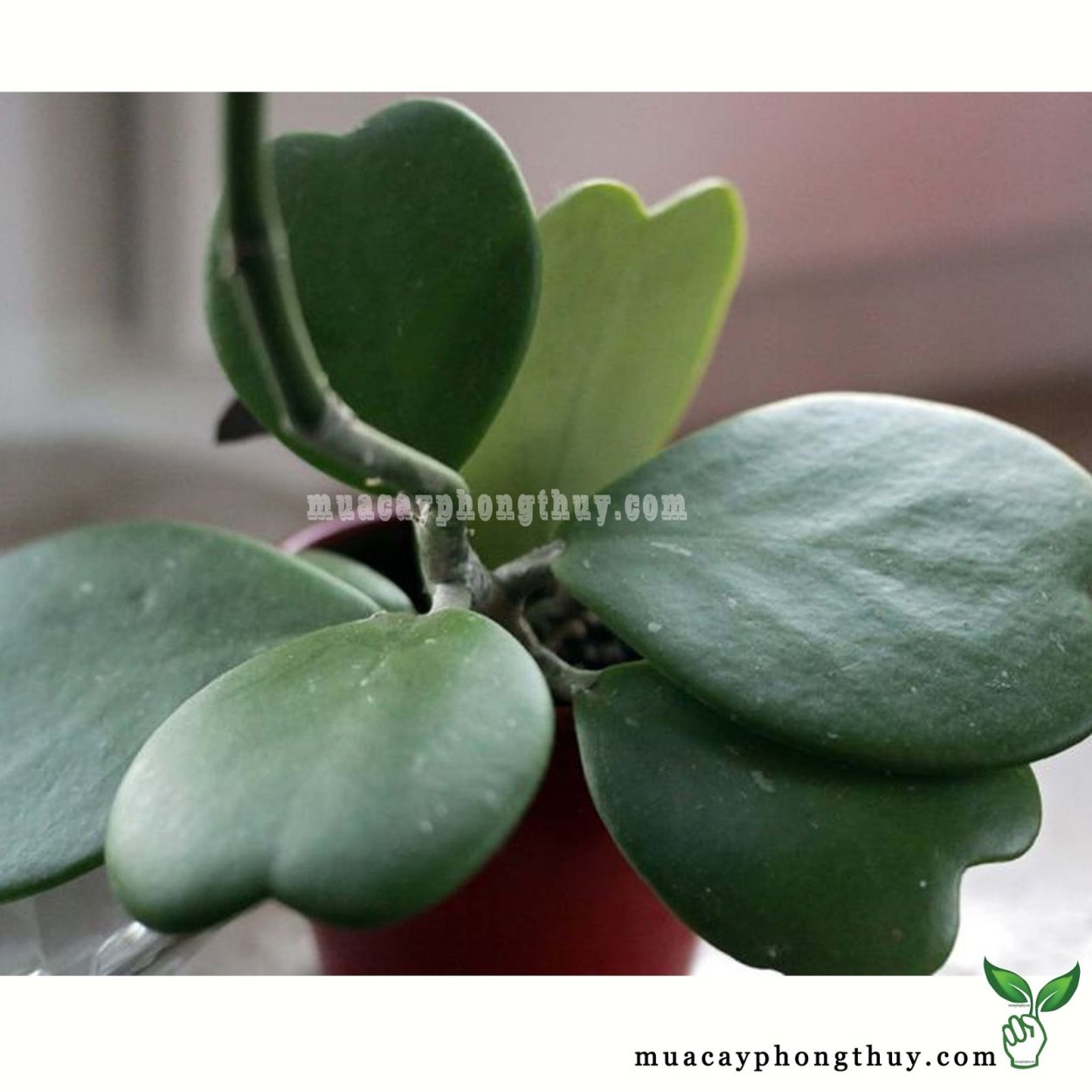 Хойя kerrii Silver Splash