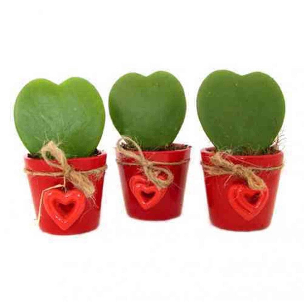 Хойя Керри Hoya kerrii