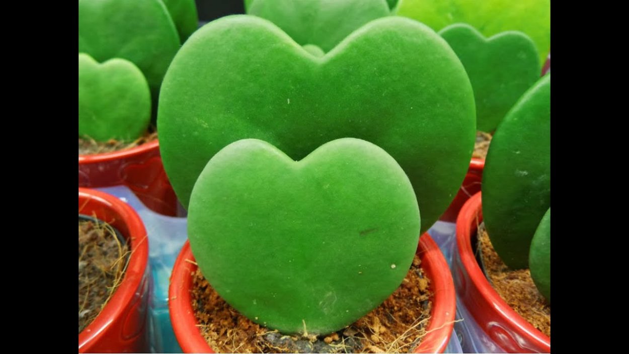 Хойя сердце Керри