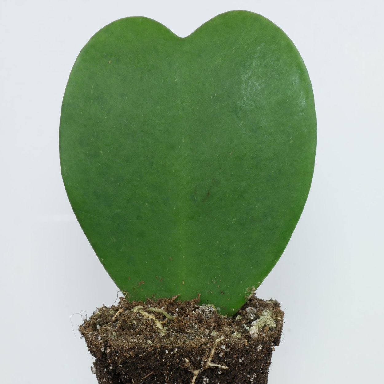 Хойя Керри маточник