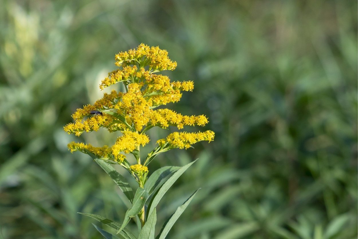 Золотарник Даурский (Solidago dahurica)
