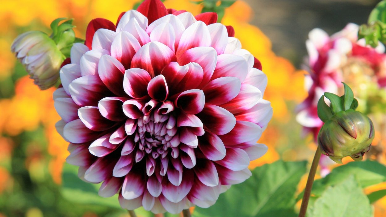 Георгин Томо