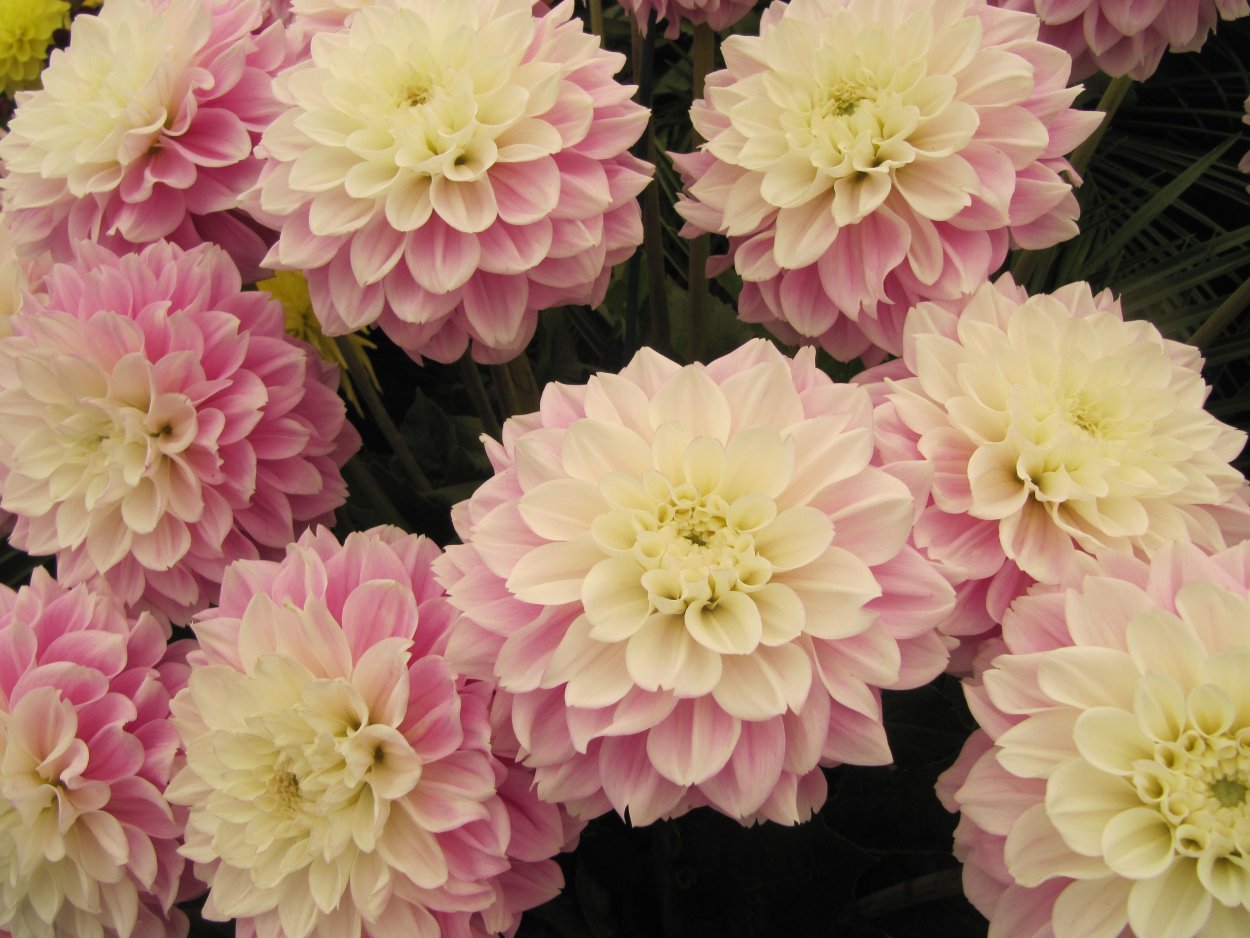 Георгин Северянка