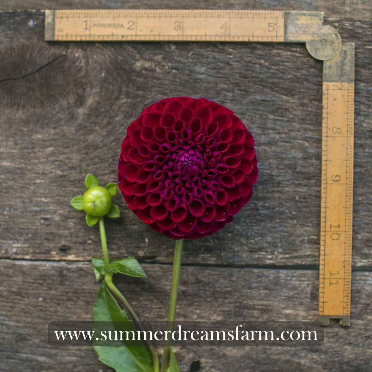 Георгина Иванетти шаровидная 1шт /Dahlia Ivanetti