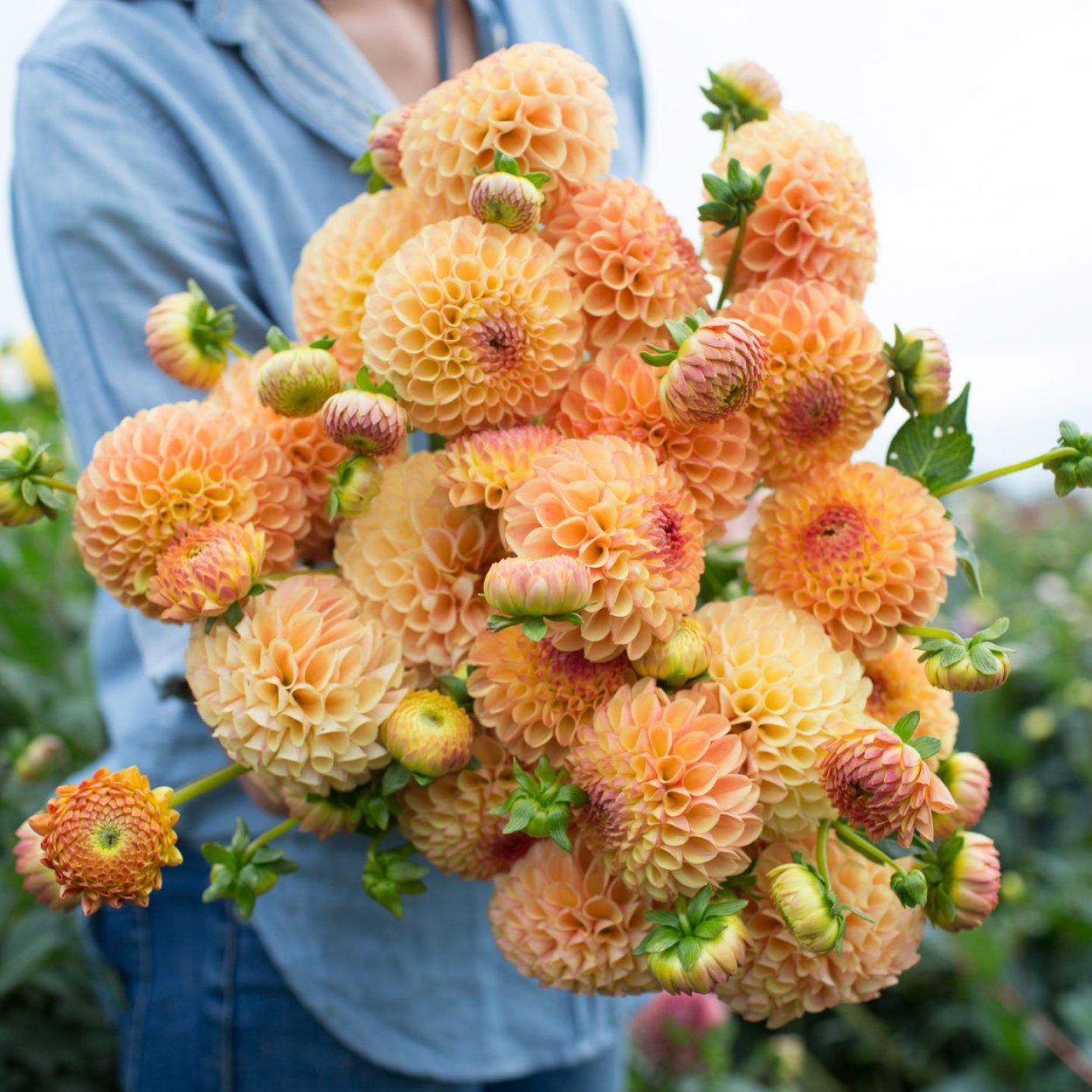 Георгина tam tam