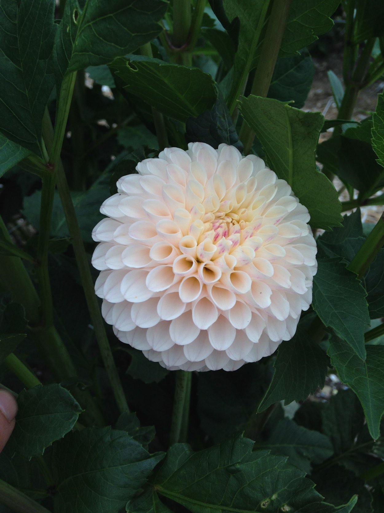 Георгина Вайт Фловер фарм