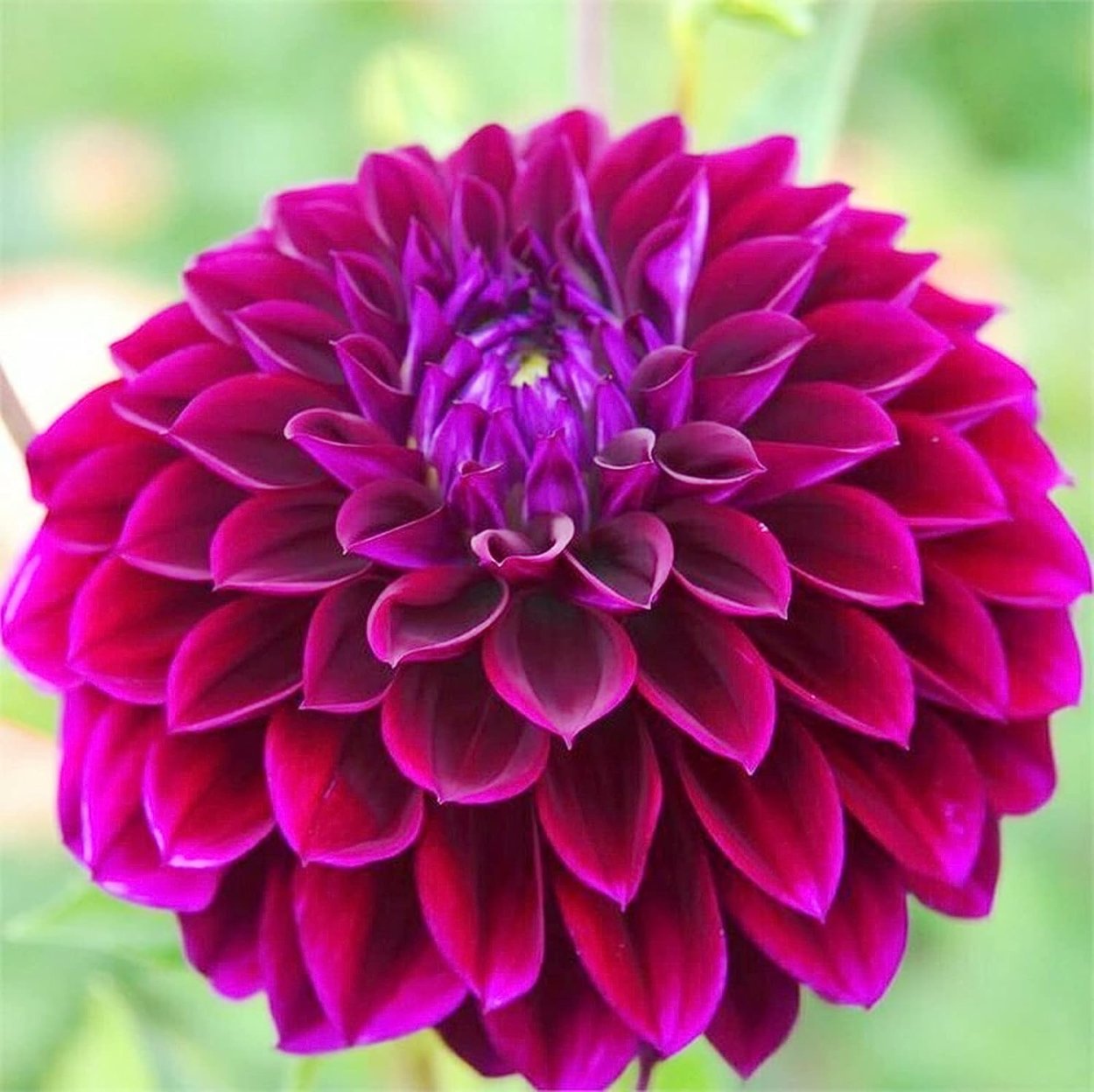 Георгин Блом Пурпл