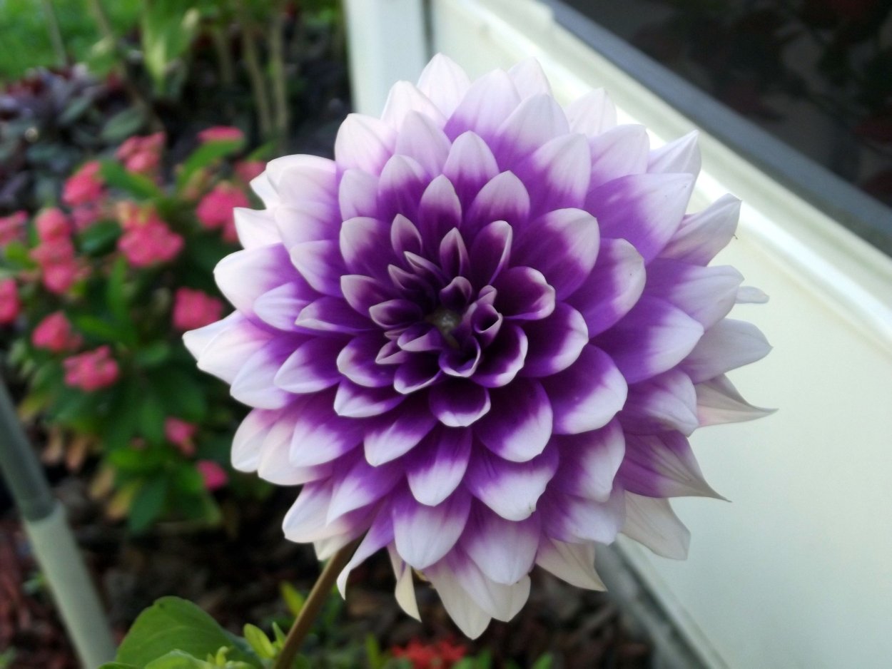 Георгин Малтби Перл