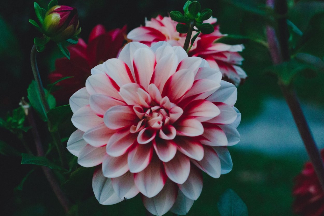 Георгин Себастьян